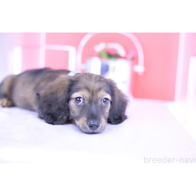 販売中の愛知県のミニチュアダックスフンド(ロングヘアード)-414961の9枚目