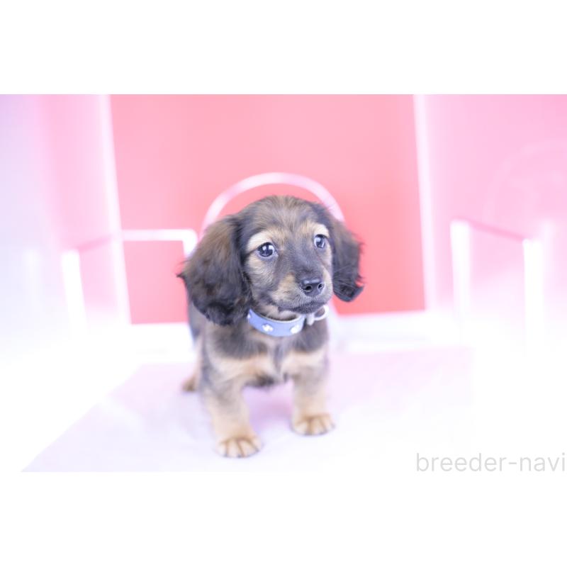 販売中の愛知県のミニチュアダックスフンド(ロングヘアード)-414961の6枚目