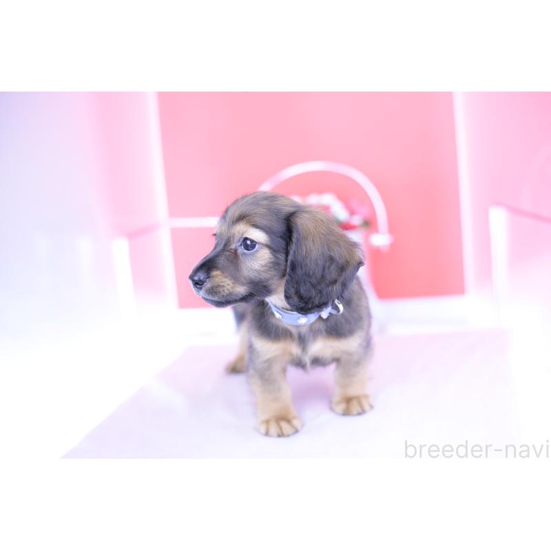 販売中の愛知県のミニチュアダックスフンド(ロングヘアード)-414961の5枚目