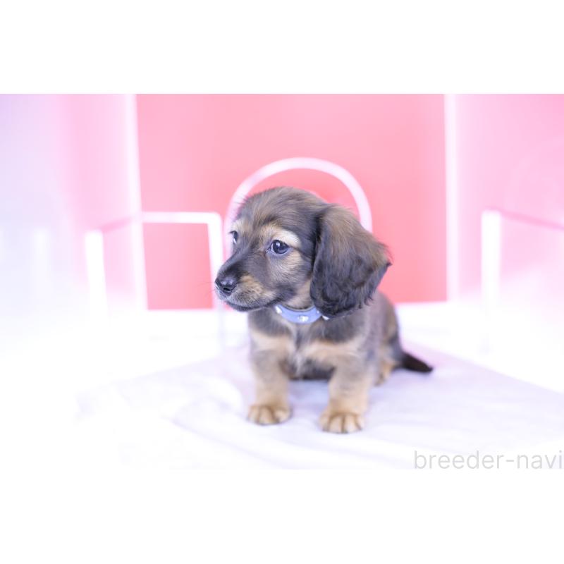 販売中の愛知県のミニチュアダックスフンド(ロングヘアード)-414961の4枚目