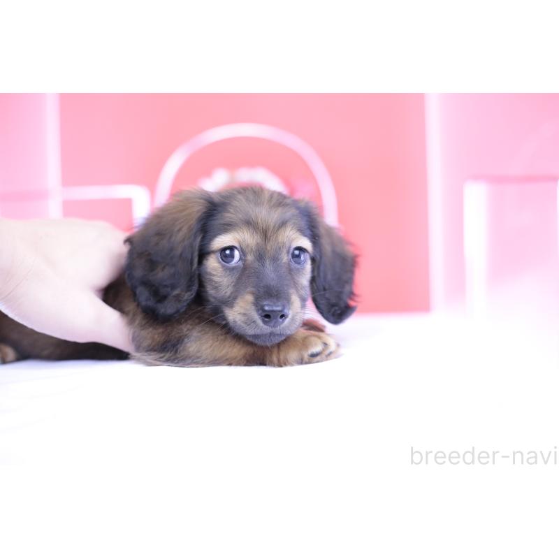 販売中の愛知県のミニチュアダックスフンド(ロングヘアード)-414961の3枚目