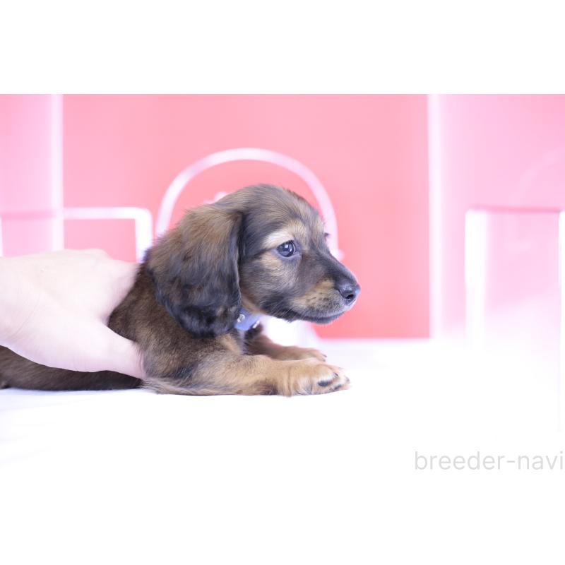 販売中の愛知県のミニチュアダックスフンド(ロングヘアード)-414961の2枚目