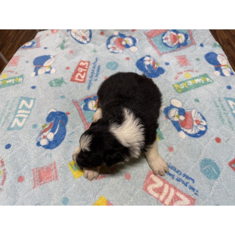 販売中の長野県のボーダーコリー-418390の3枚目