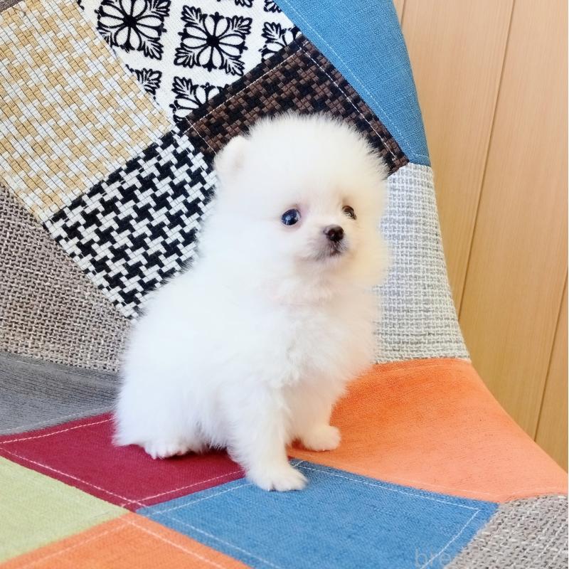 成約済の和歌山県のポメラニアン-417812の7枚目