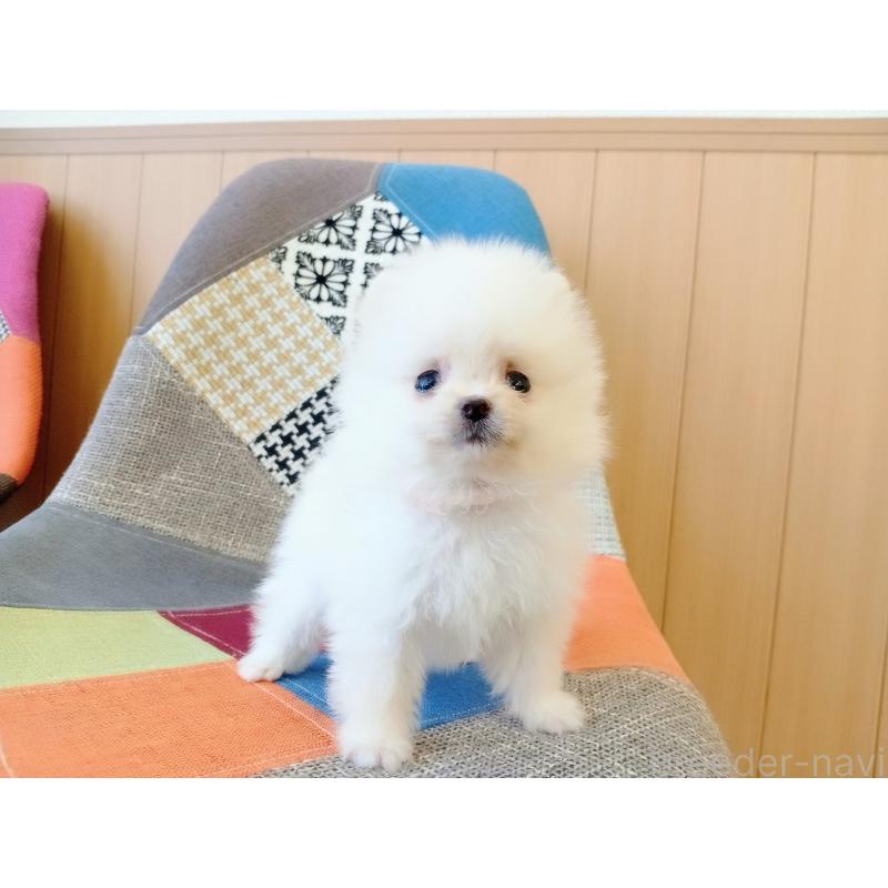 成約済の和歌山県のポメラニアン-417812の5枚目