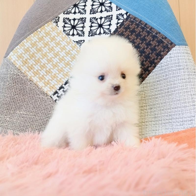 成約済の和歌山県のポメラニアン-417812の4枚目