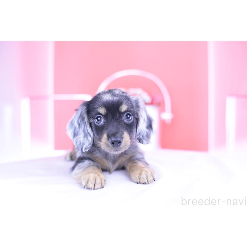 成約済の愛知県のミニチュアダックスフンド(ロングヘアード)-414970の14枚目