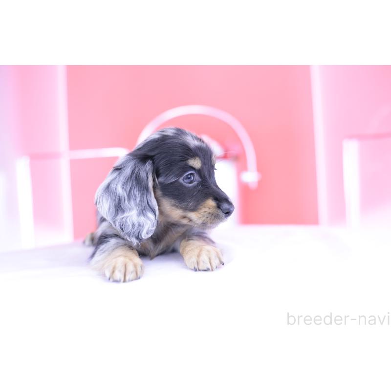 成約済の愛知県のミニチュアダックスフンド(ロングヘアード)-414970の13枚目