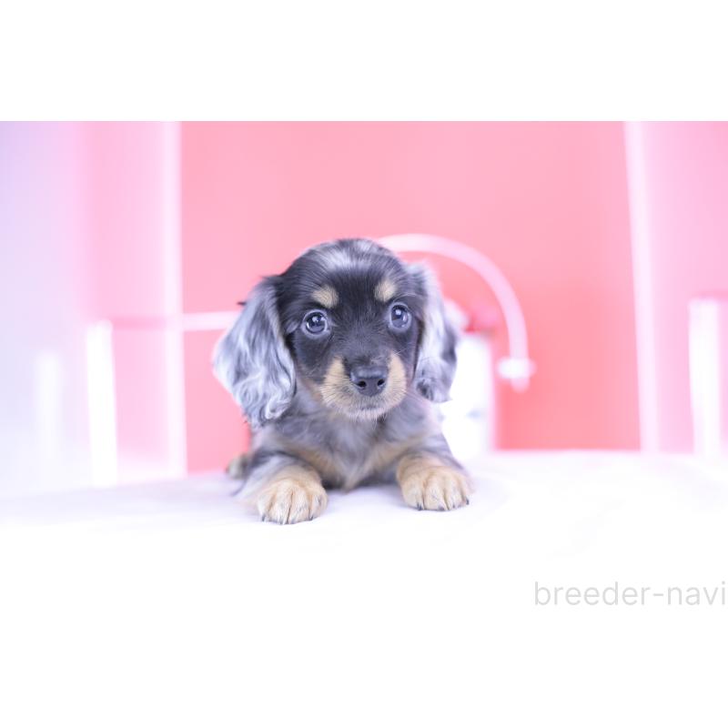 成約済の愛知県のミニチュアダックスフンド(ロングヘアード)-414970の12枚目