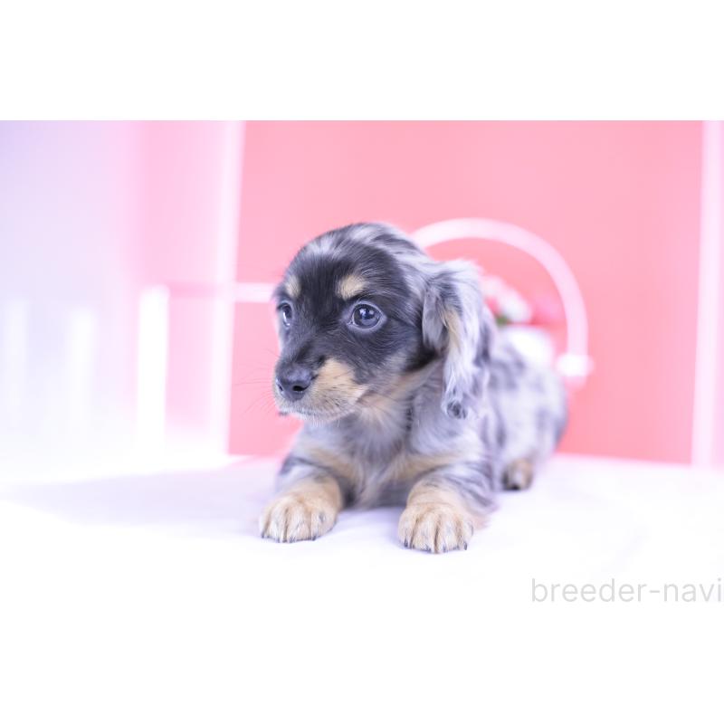 成約済の愛知県のミニチュアダックスフンド(ロングヘアード)-414970の11枚目