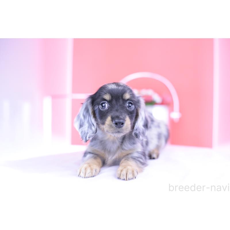 成約済の愛知県のミニチュアダックスフンド(ロングヘアード)-414970の10枚目