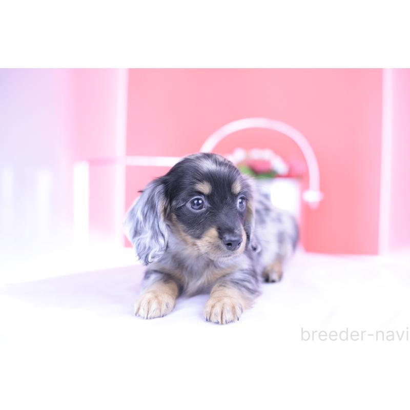 成約済の愛知県のミニチュアダックスフンド(ロングヘアード)-414970の9枚目