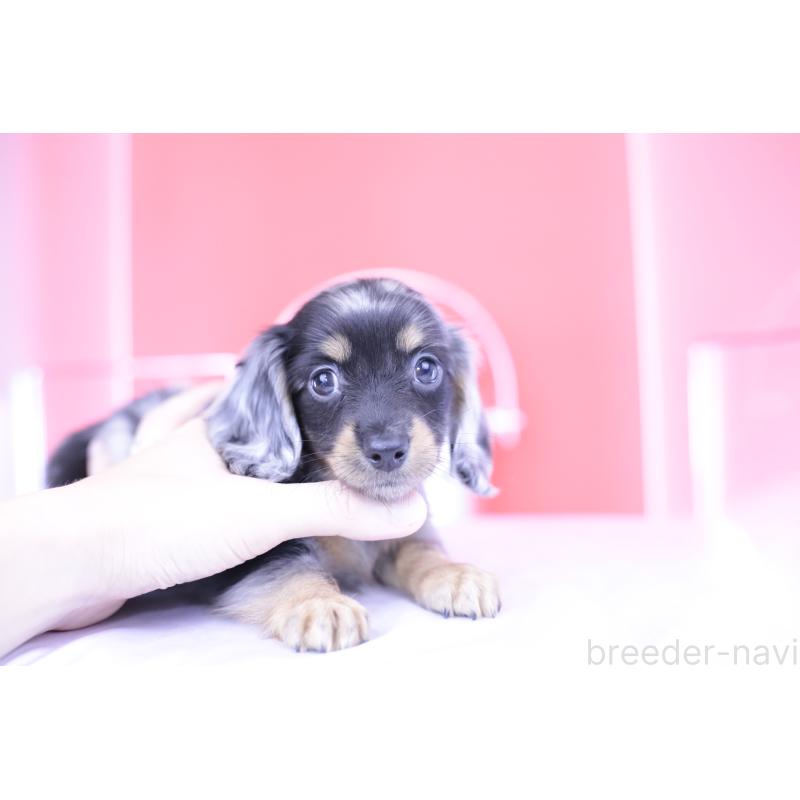 成約済の愛知県のミニチュアダックスフンド(ロングヘアード)-414970の8枚目