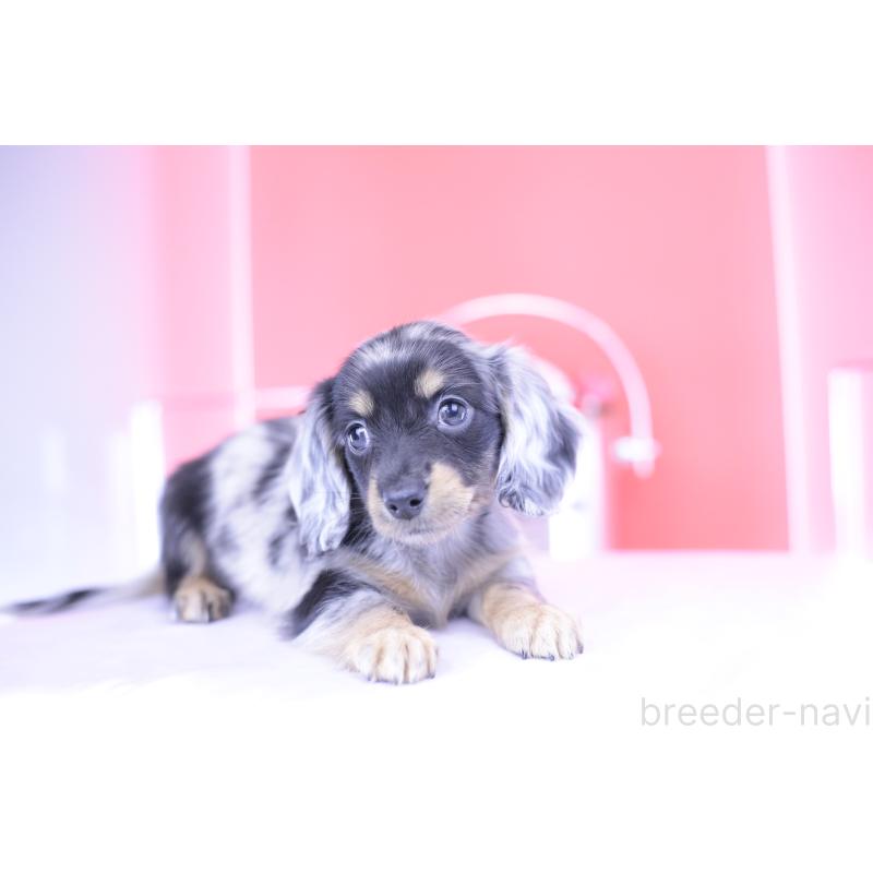 成約済の愛知県のミニチュアダックスフンド(ロングヘアード)-414970の7枚目