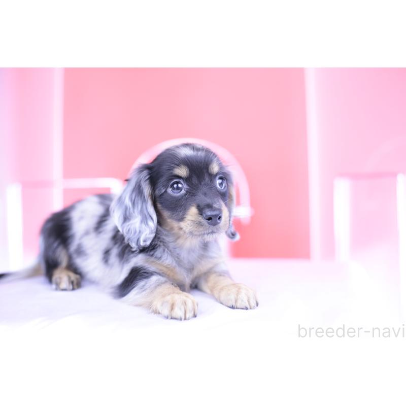 成約済の愛知県のミニチュアダックスフンド(ロングヘアード)-414970の6枚目