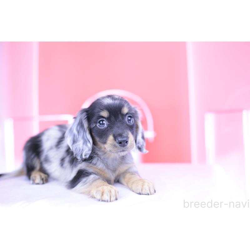 成約済の愛知県のミニチュアダックスフンド(ロングヘアード)-414970の5枚目