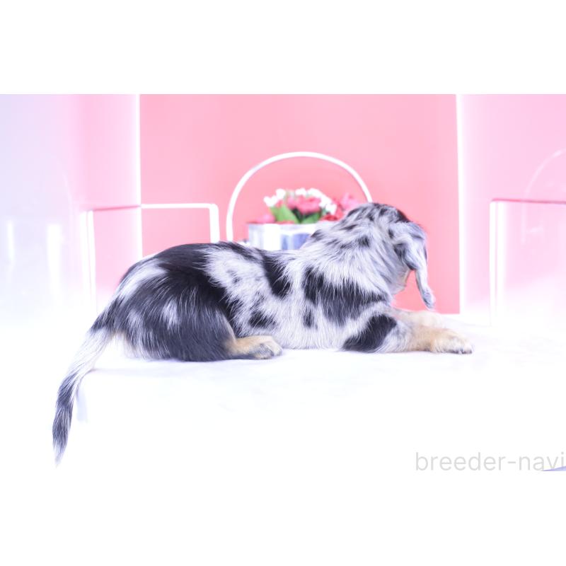 成約済の愛知県のミニチュアダックスフンド(ロングヘアード)-414970の3枚目