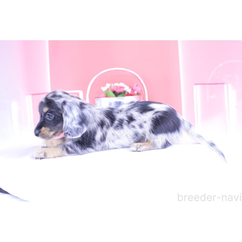 成約済の愛知県のミニチュアダックスフンド(ロングヘアード)-414970の2枚目