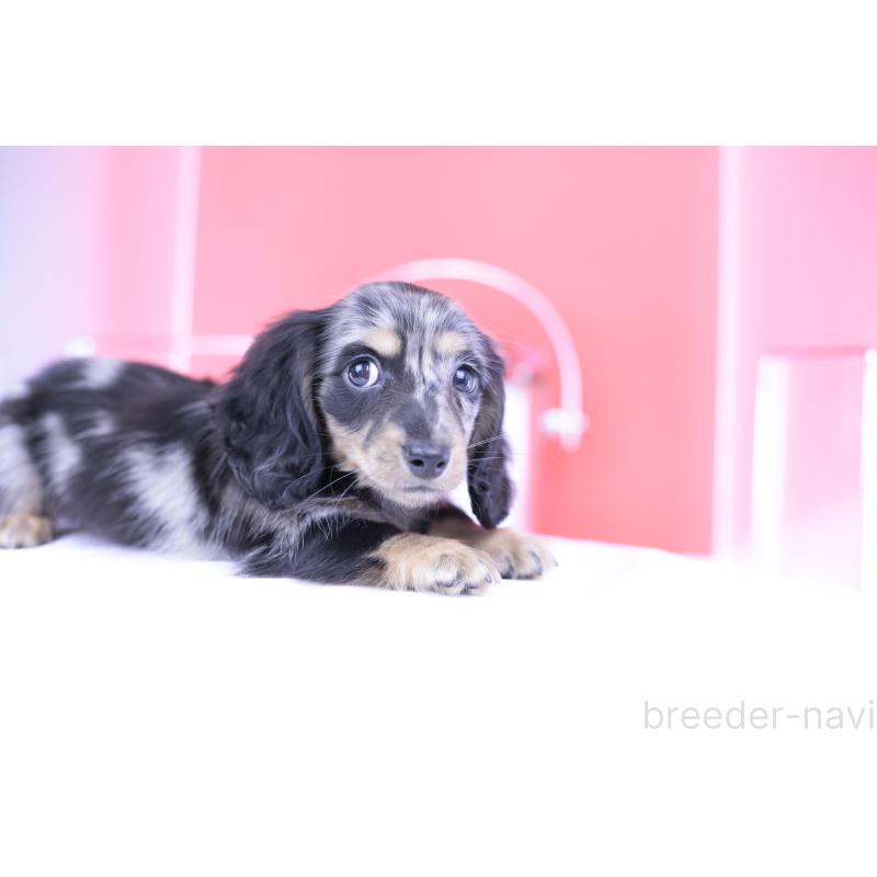 成約済の愛知県のミニチュアダックスフンド(ロングヘアード)-414972の14枚目