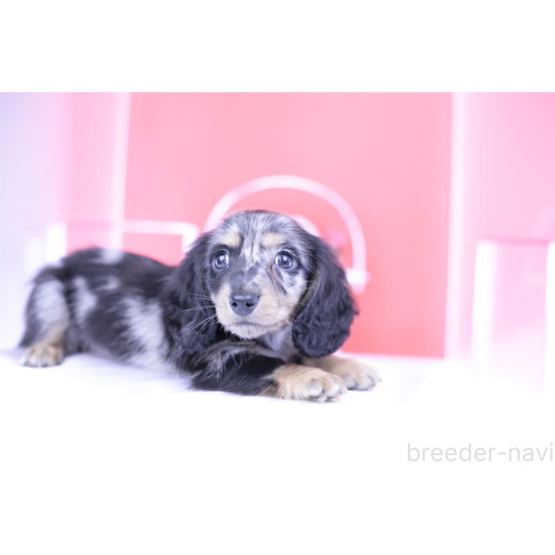 成約済の愛知県のミニチュアダックスフンド(ロングヘアード)-414972の13枚目