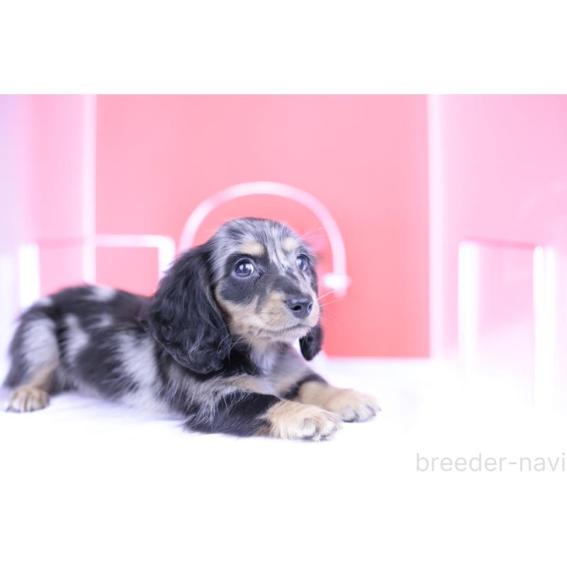 成約済の愛知県のミニチュアダックスフンド(ロングヘアード)-414972の11枚目