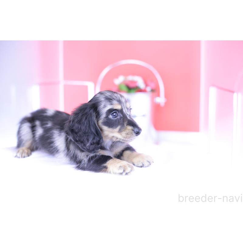 成約済の愛知県のミニチュアダックスフンド(ロングヘアード)-414972の10枚目