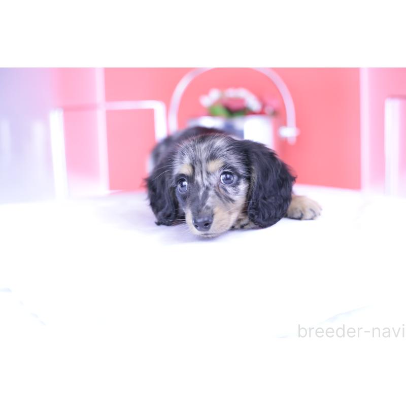 成約済の愛知県のミニチュアダックスフンド(ロングヘアード)-414972の9枚目