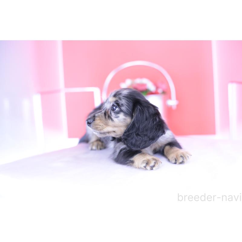 成約済の愛知県のミニチュアダックスフンド(ロングヘアード)-414972の7枚目