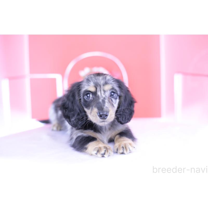 成約済の愛知県のミニチュアダックスフンド(ロングヘアード)-414972の5枚目