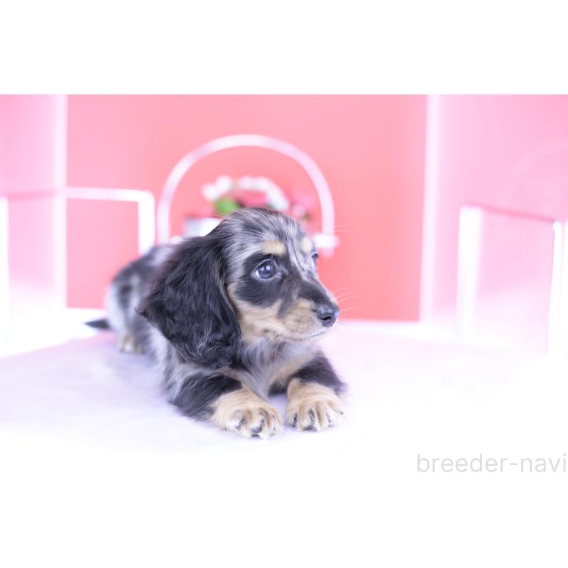 成約済の愛知県のミニチュアダックスフンド(ロングヘアード)-414972の4枚目