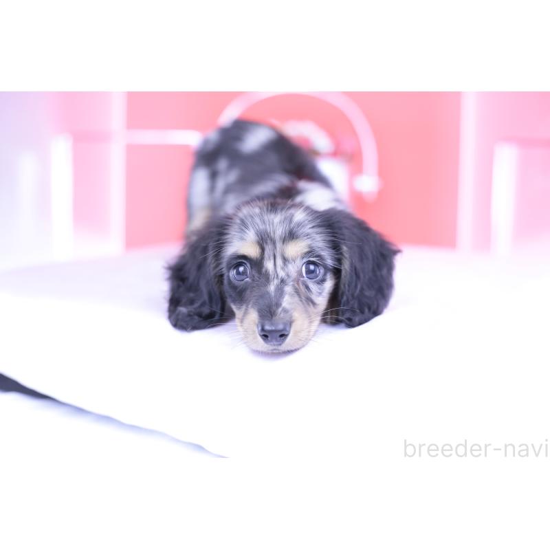 成約済の愛知県のミニチュアダックスフンド(ロングヘアード)-414972の3枚目