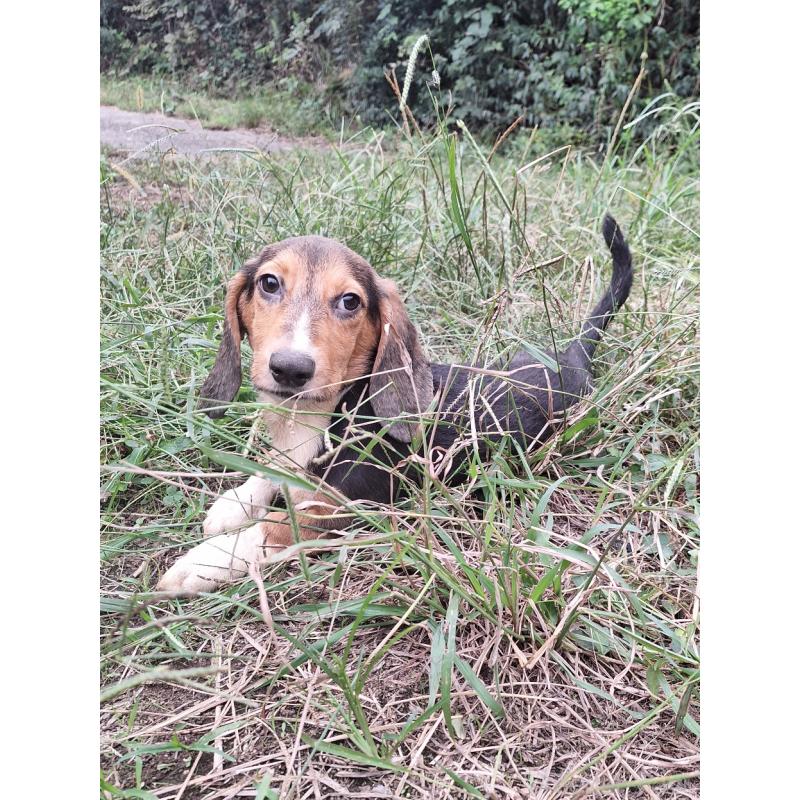 販売中の神奈川県のミックス犬-397578の12枚目