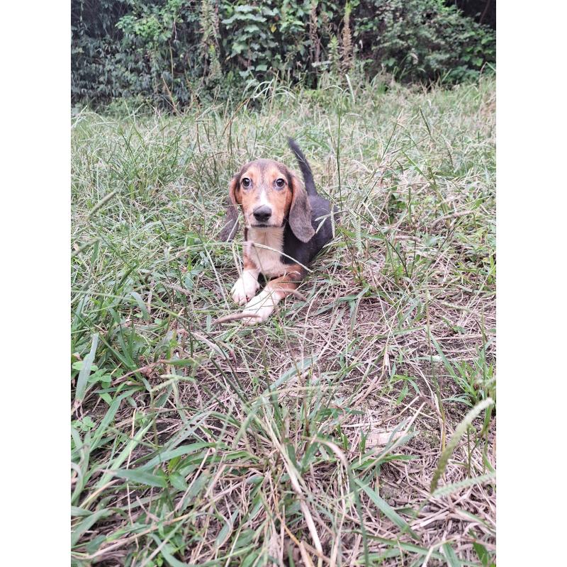 販売中の神奈川県のミックス犬-397578の10枚目