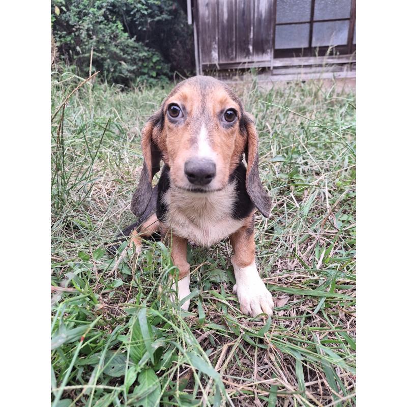 販売中の神奈川県のミックス犬-397578の9枚目