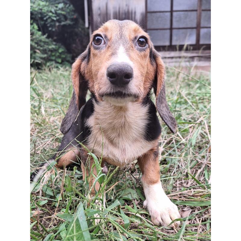 販売中の神奈川県のミックス犬-397578の8枚目