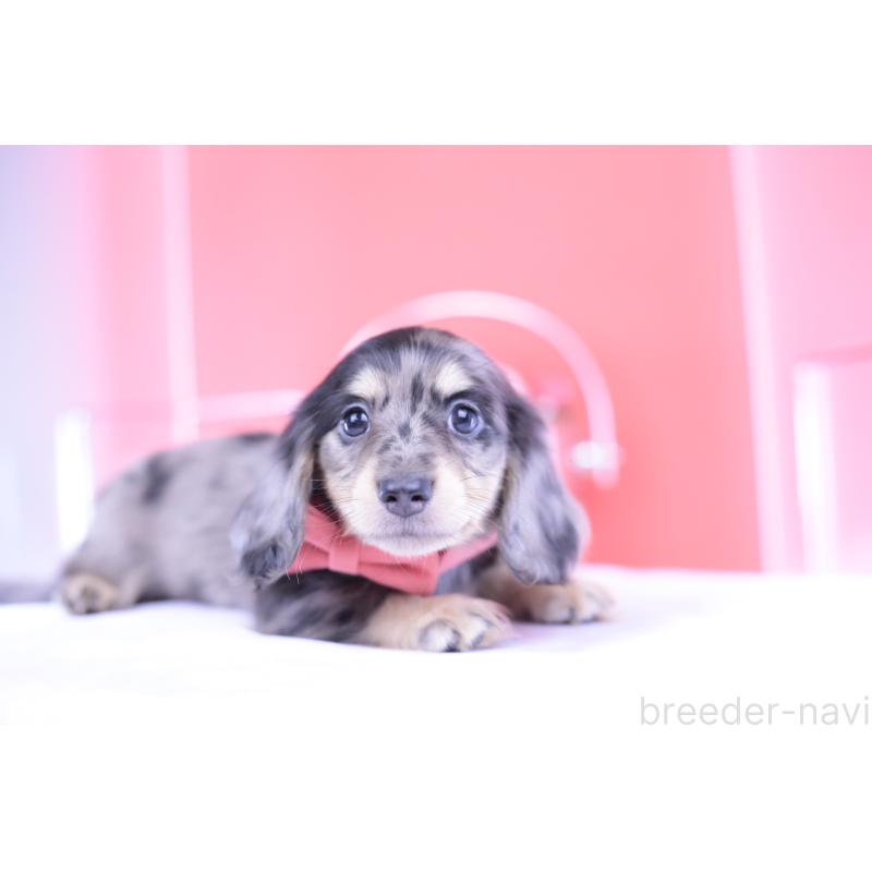 販売中の愛知県のミニチュアダックスフンド(ロングヘアード)-414941の15枚目