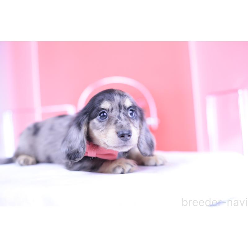 販売中の愛知県のミニチュアダックスフンド(ロングヘアード)-414941の14枚目