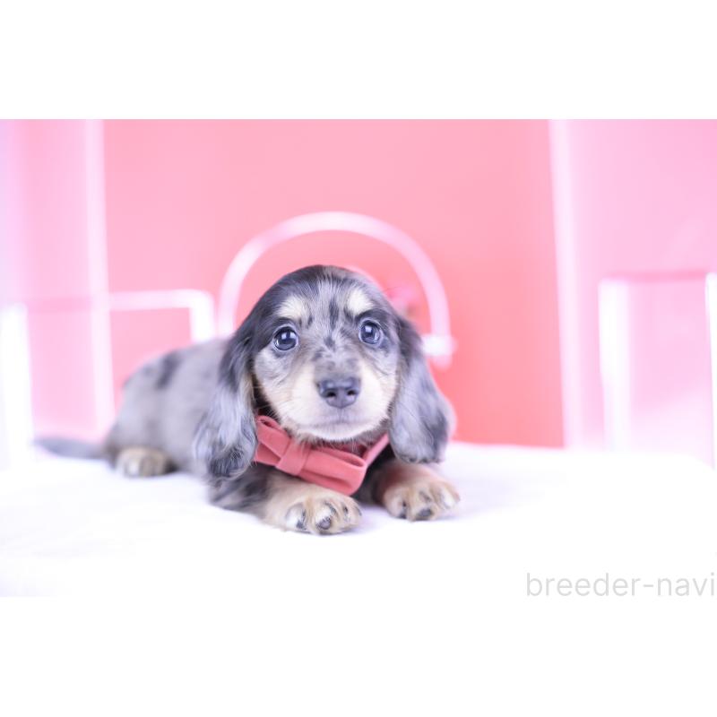 販売中の愛知県のミニチュアダックスフンド(ロングヘアード)-414941の13枚目