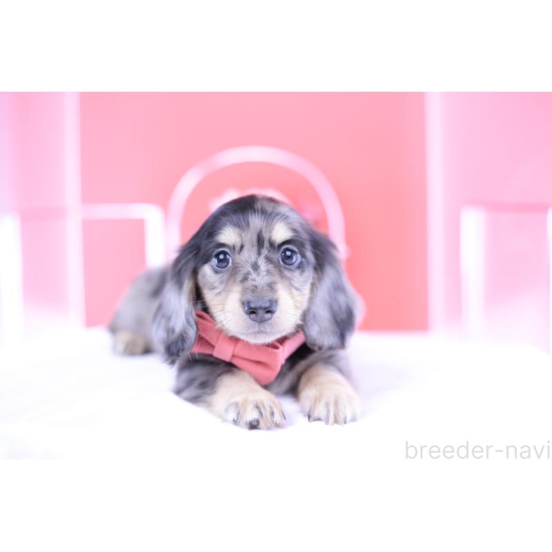 販売中の愛知県のミニチュアダックスフンド(ロングヘアード)-414941の12枚目