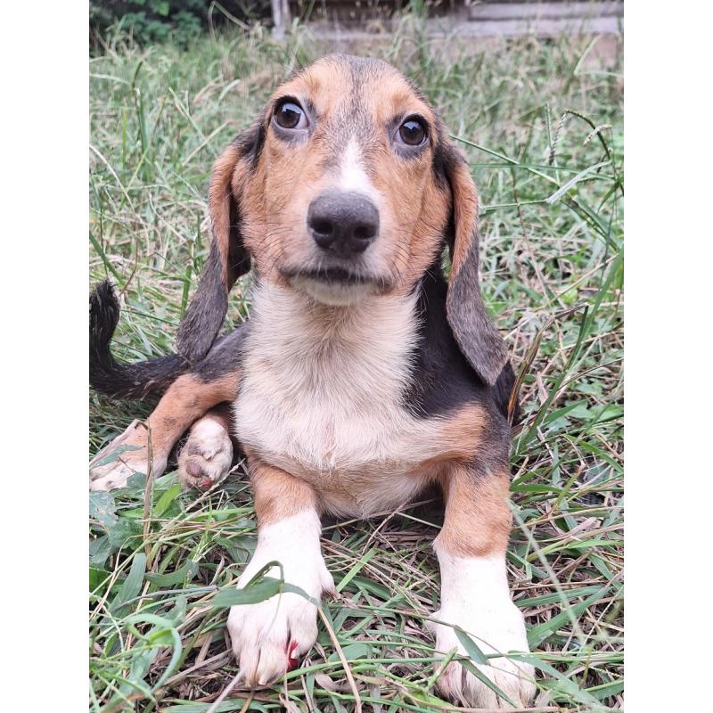 販売中の神奈川県のミックス犬-397578の5枚目