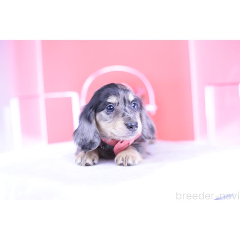 販売中の愛知県のミニチュアダックスフンド(ロングヘアード)-414941の11枚目