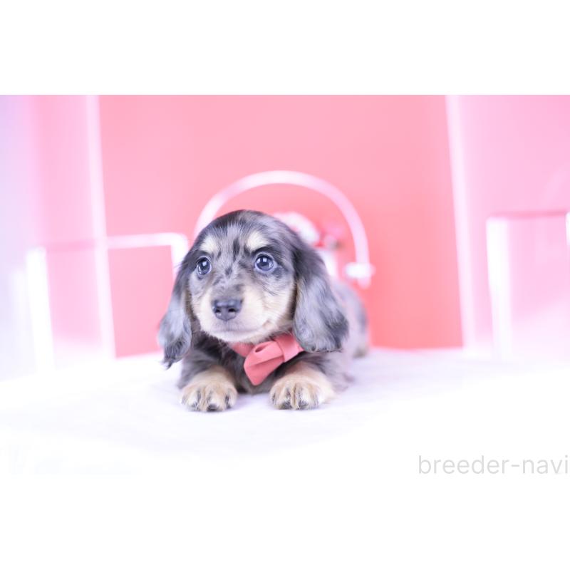 販売中の愛知県のミニチュアダックスフンド(ロングヘアード)-414941の10枚目