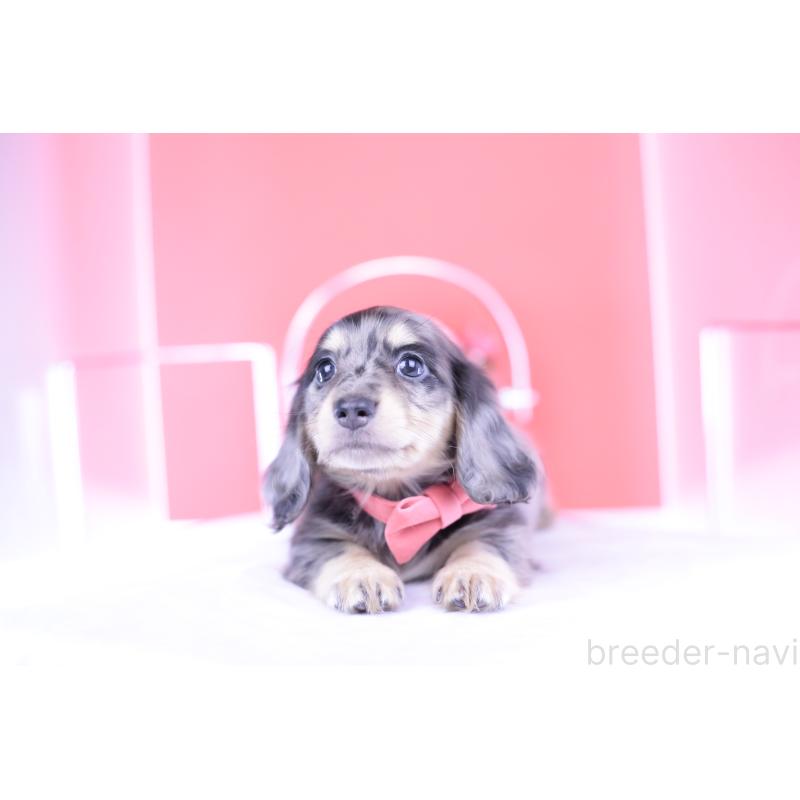 販売中の愛知県のミニチュアダックスフンド(ロングヘアード)-414941の9枚目