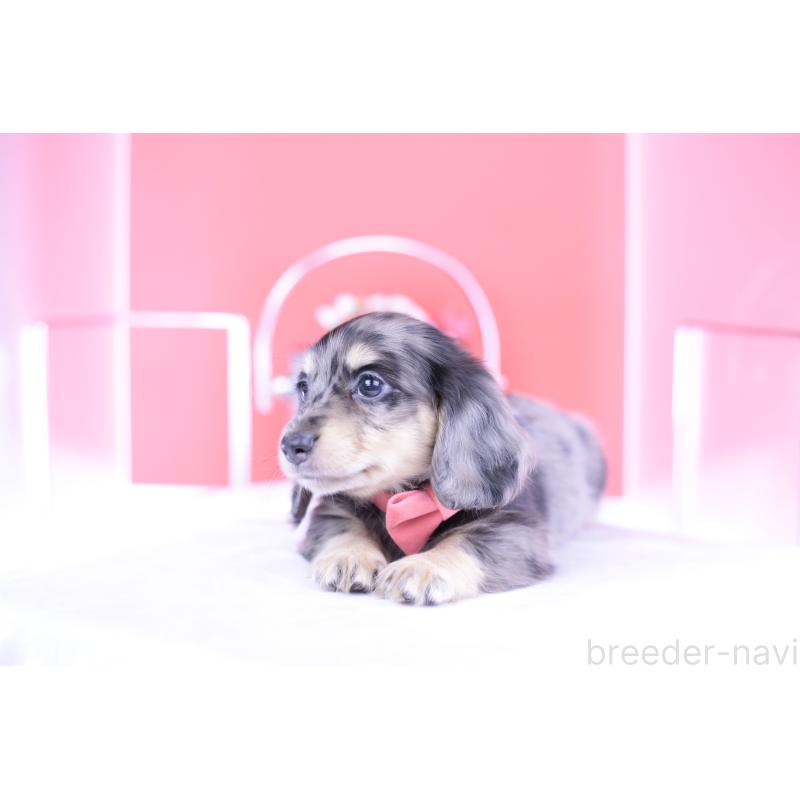 販売中の愛知県のミニチュアダックスフンド(ロングヘアード)-414941の8枚目