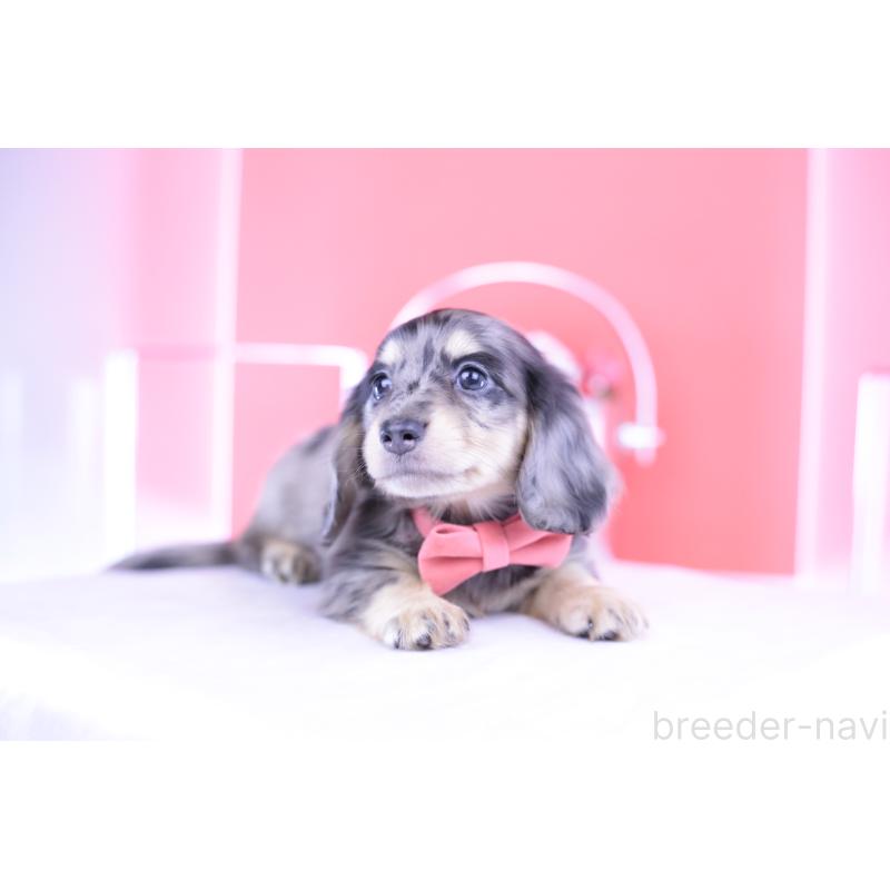 販売中の愛知県のミニチュアダックスフンド(ロングヘアード)-414941の5枚目