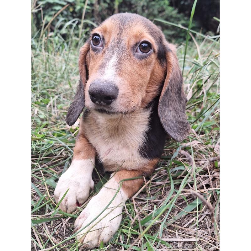 販売中の神奈川県のミックス犬-397578の3枚目