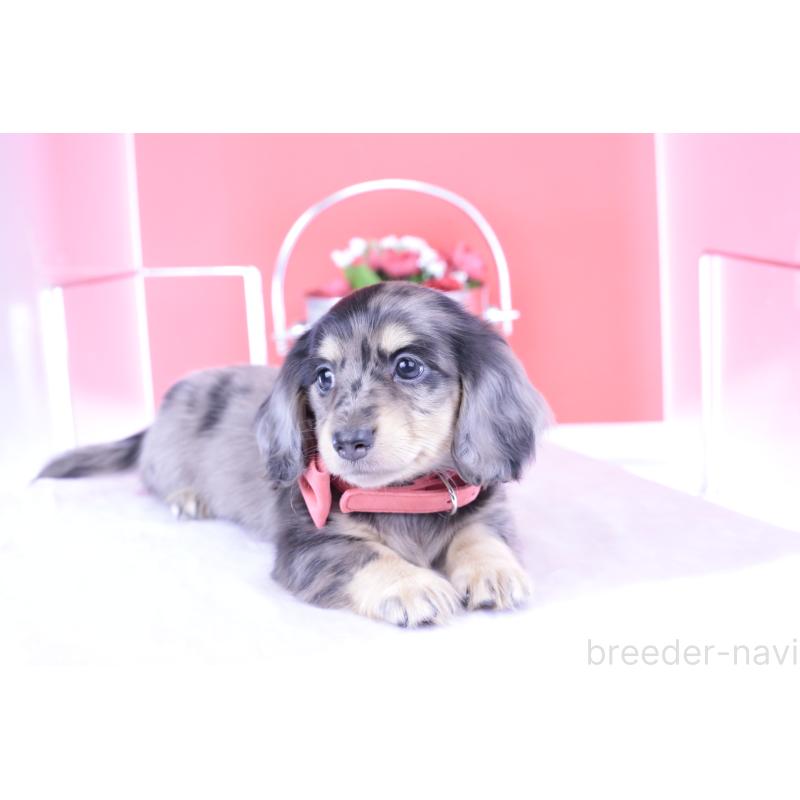 販売中の愛知県のミニチュアダックスフンド(ロングヘアード)-414941の4枚目