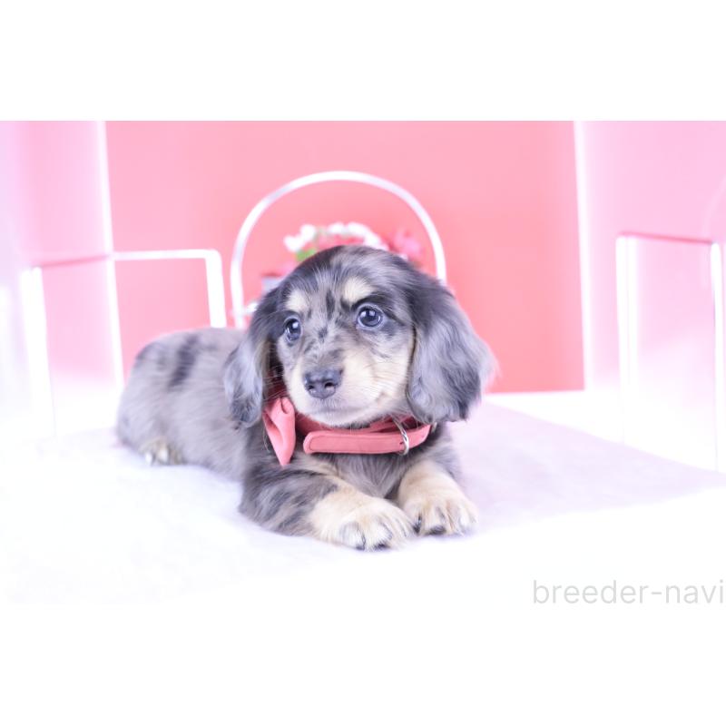 販売中の愛知県のミニチュアダックスフンド(ロングヘアード)-414941の3枚目