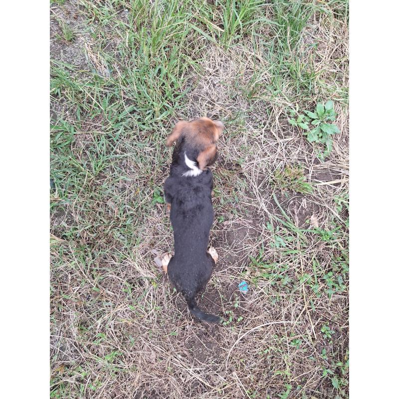 販売中の神奈川県のミックス犬-397578の2枚目