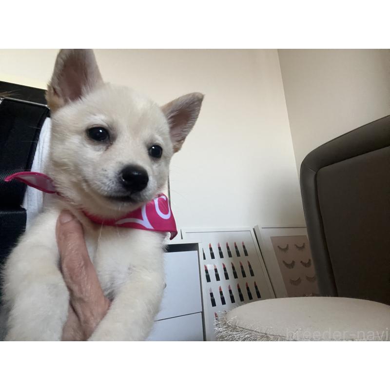 販売中の埼玉県のミックス犬-418401の7枚目